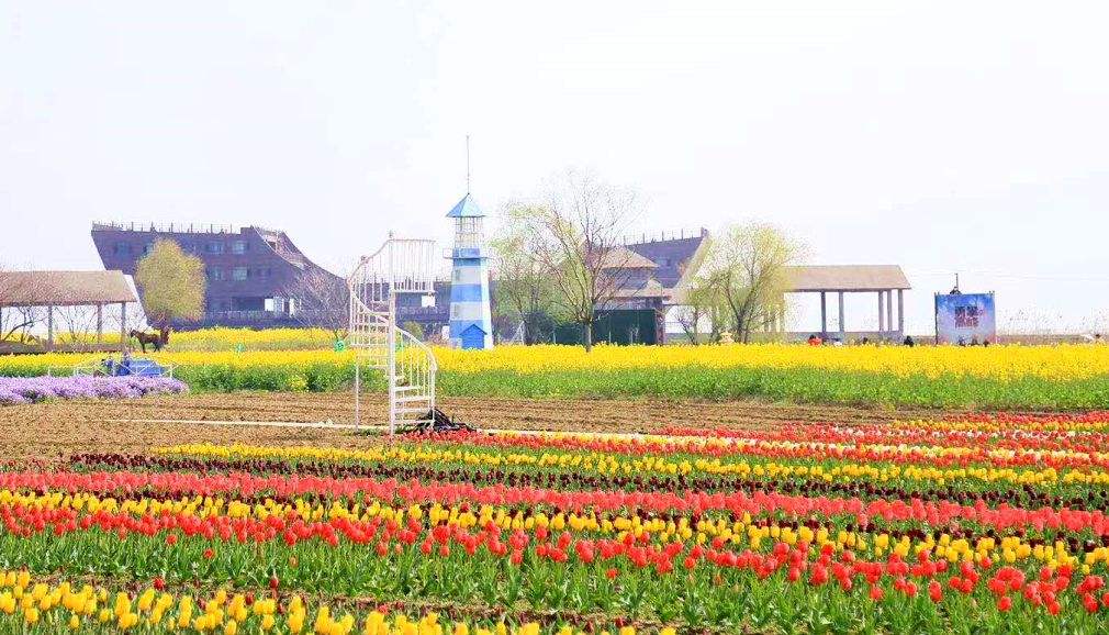 太湖花海一天经典拓展团建